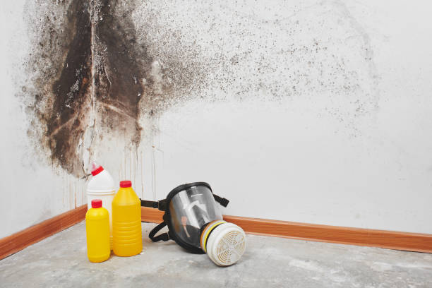 Mold Removal Process in East Uniontown, PA