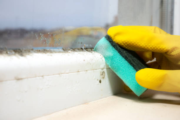 Mold Testing and Removal in East Uniontown, PA