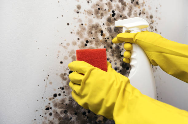 Best Mold Remediation Experts  in East Uniontown, PA