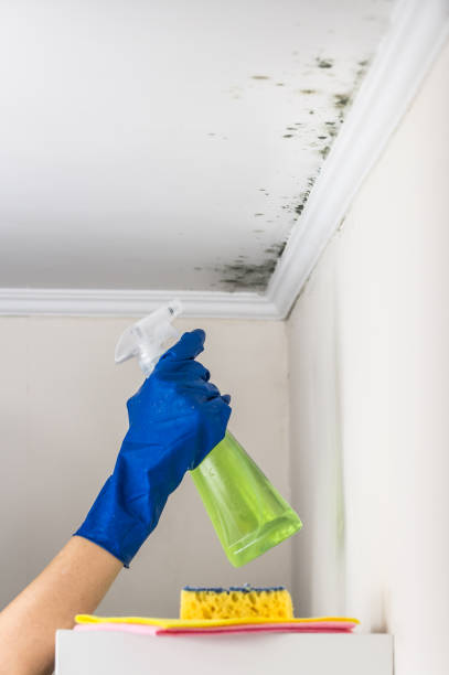 Best Mold Damage Repair  in East Uniontown, PA