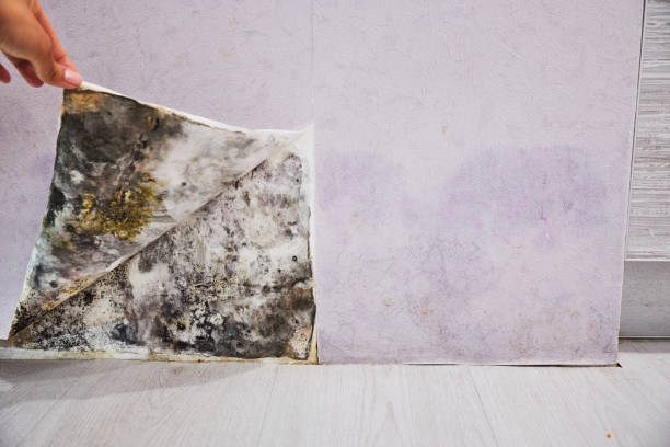 Best Fast Mold Removal  in East Uniontown, PA